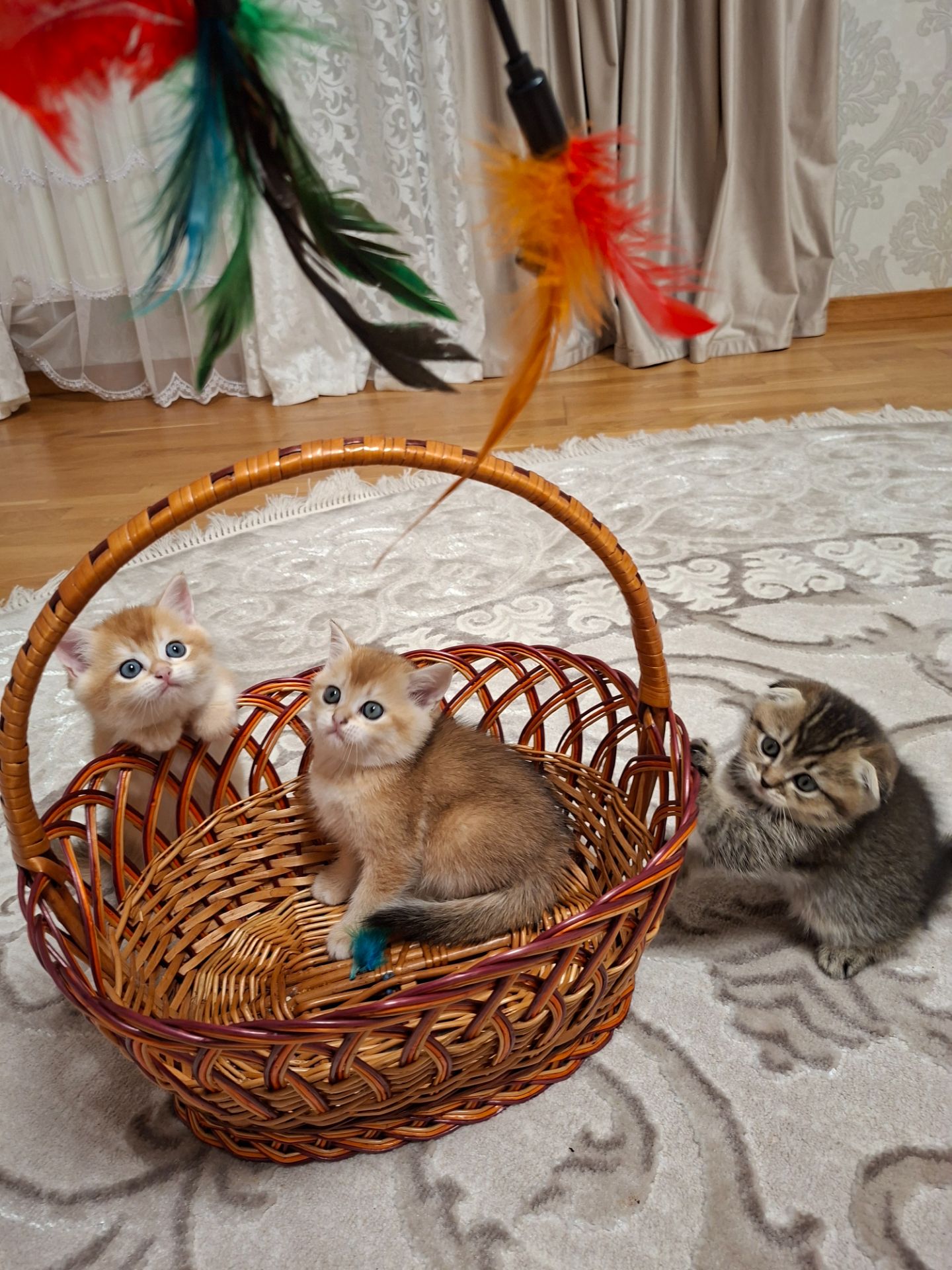 Кошенята шотландська золота шиншила
