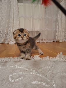 Кошенята шотландська золота шиншила