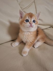 Кошенята шотландська золота шиншила