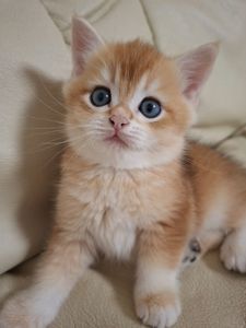 Кошенята шотландська золота шиншила