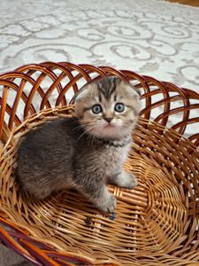 Кошенята шотландська золота шиншила
