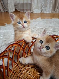 Кошенята шотландська золота шиншила