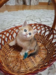 Кошенята шотландська золота шиншила