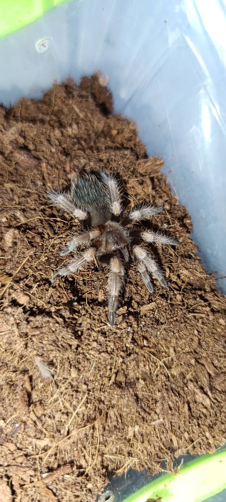 Павук птахоїд Brachypelma smithi для новачків