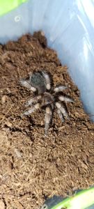 Павук птахоїд паук Brachypelma smithi для новачків