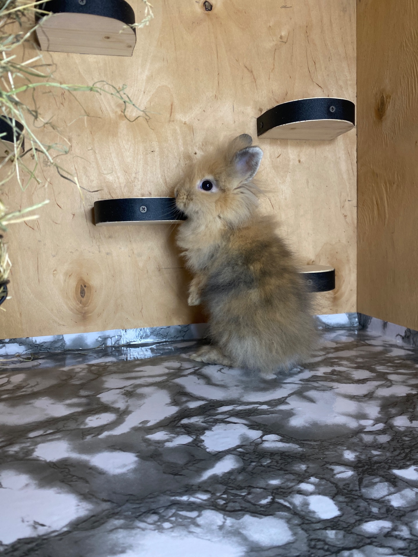 Хлопчик Lionhead