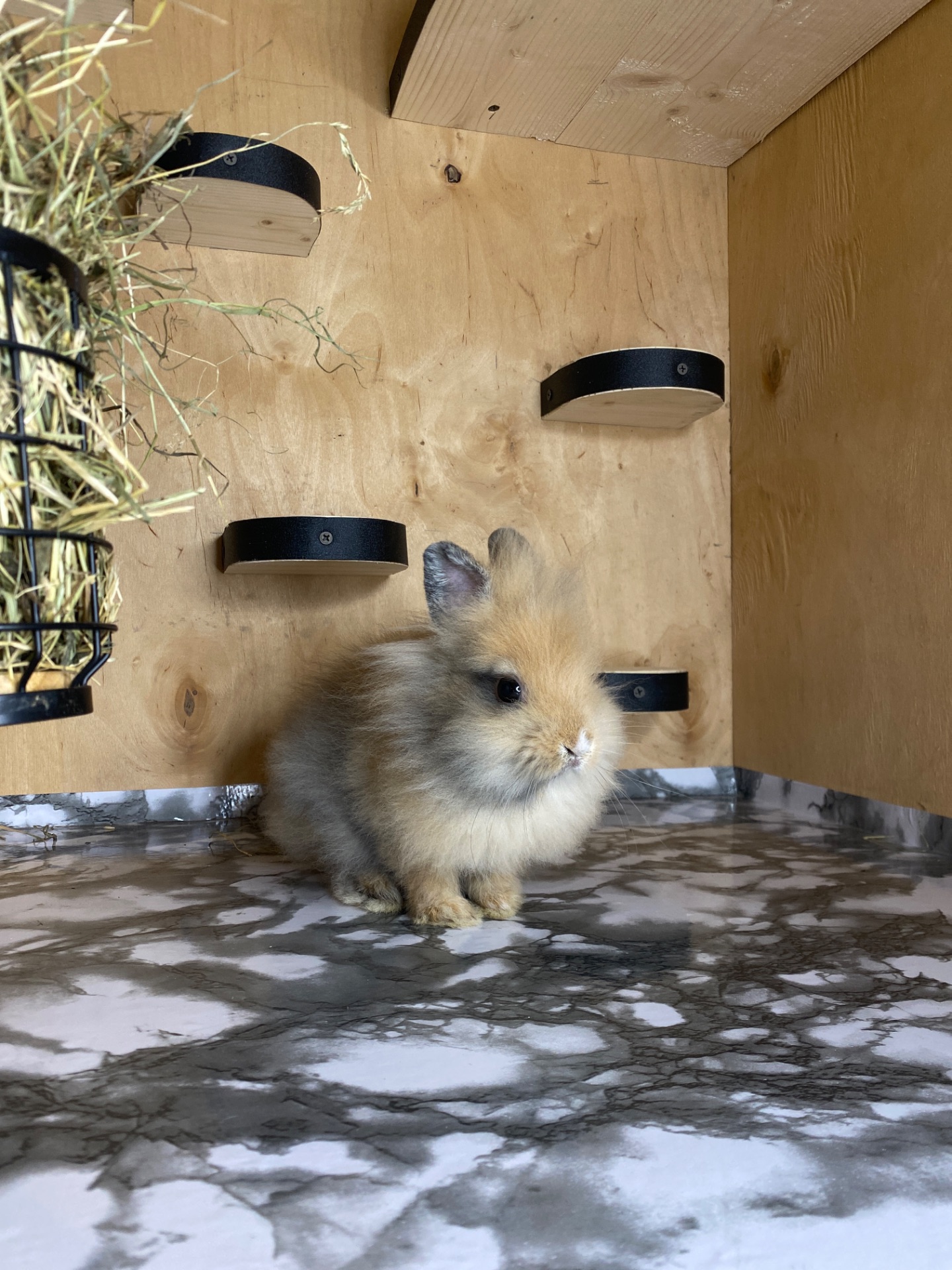Хлопчик Lionhead