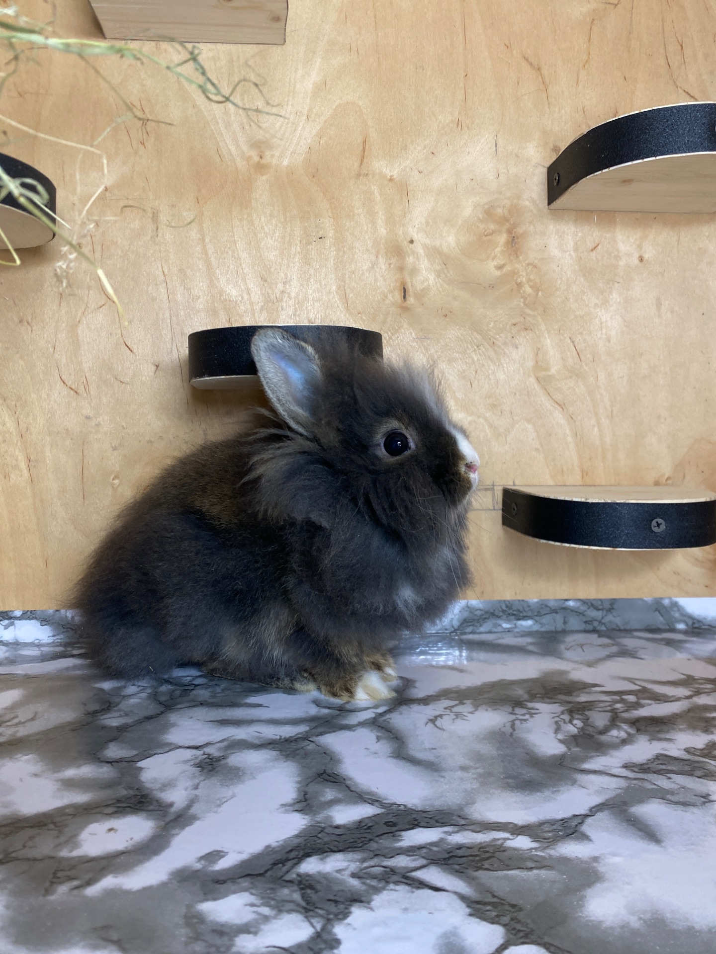 Дівчинка Lionhead