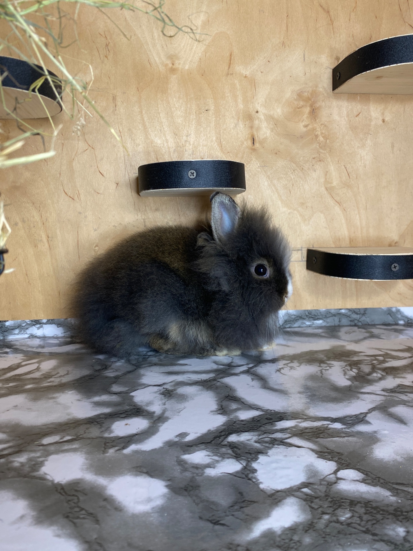 Дівчинка Lionhead
