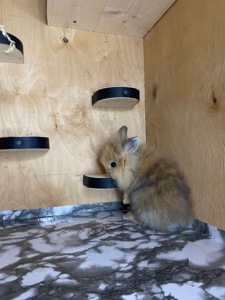 Хлопчик Lionhead