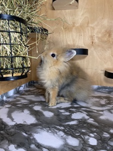 Хлопчик Lionhead