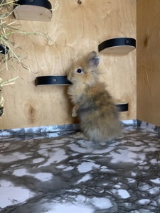 Хлопчик Lionhead