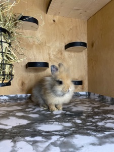 Хлопчик Lionhead