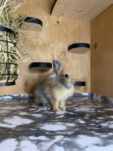 Хлопчик Lionhead