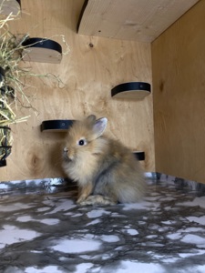 Хлопчик Lionhead