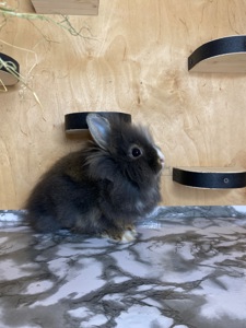 Дівчинка Lionhead