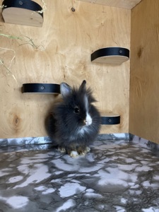 Дівчинка Lionhead