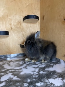 Дівчинка Lionhead
