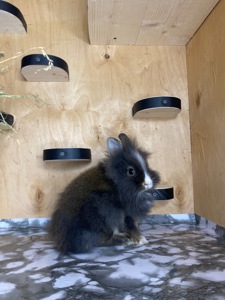 Дівчинка Lionhead