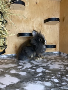 Дівчинка Lionhead