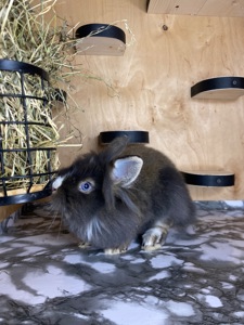 Дівчинка lionhead