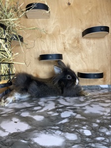 Дівчинка lionhead