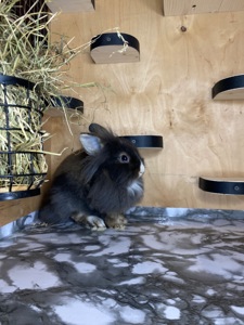 Дівчинка lionhead