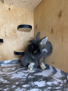 Дівчинка lionhead