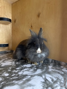 Дівчинка lionhead