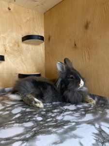 Дівчинка lionhead