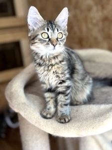 Кошеня Моза