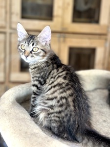 Кошеня Моза