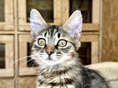 Кошеня Моза