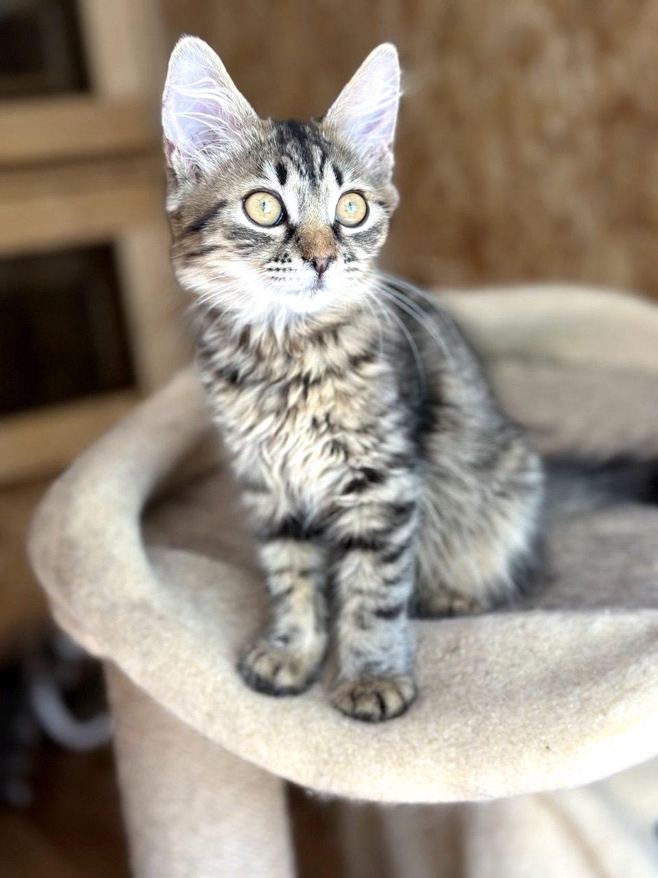 Кошеня Моза