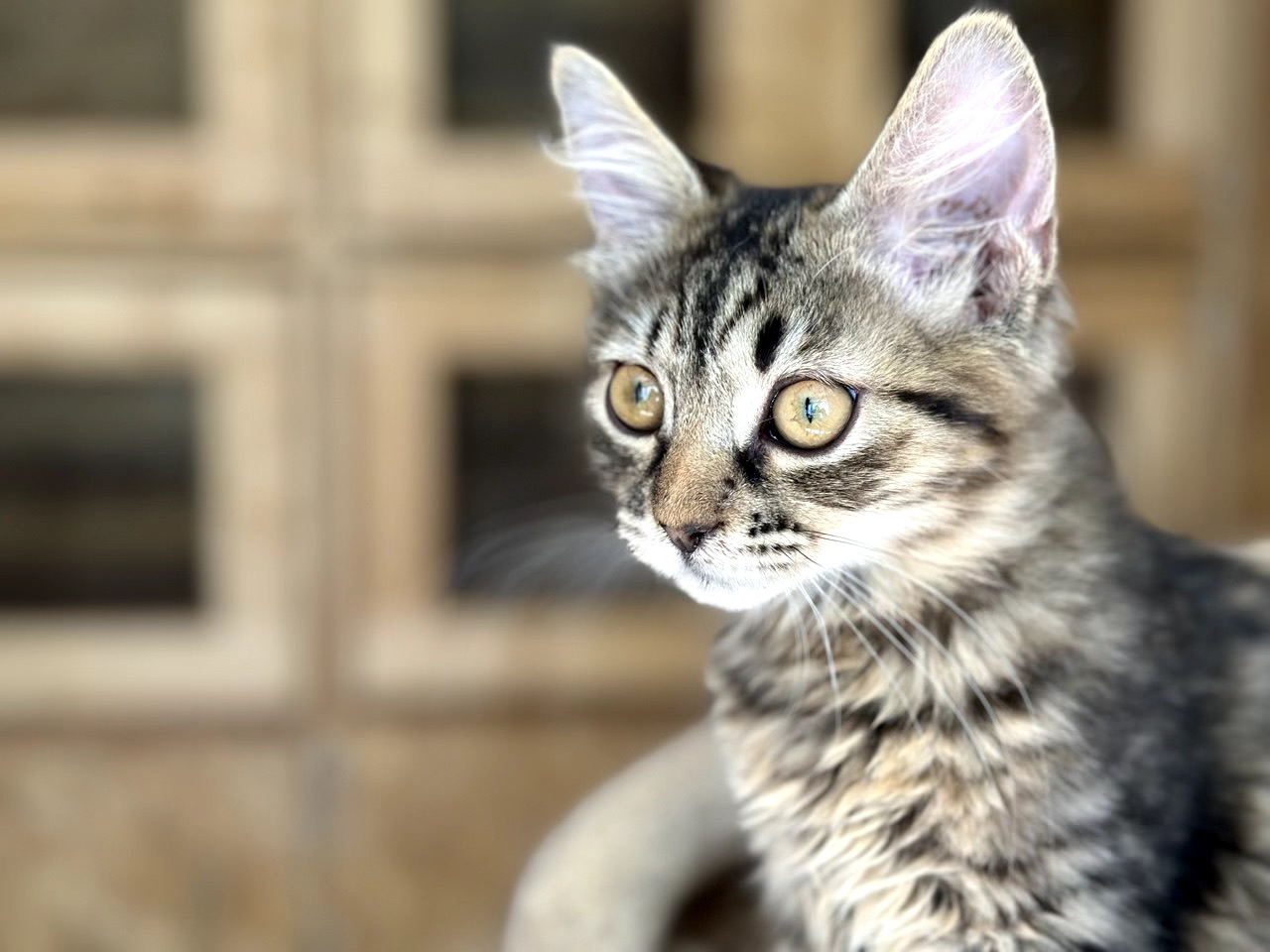 Кошеня Моза