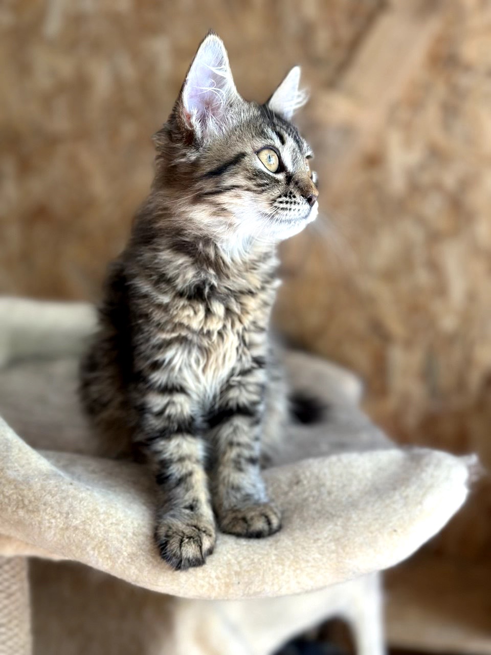 Кошеня Моза