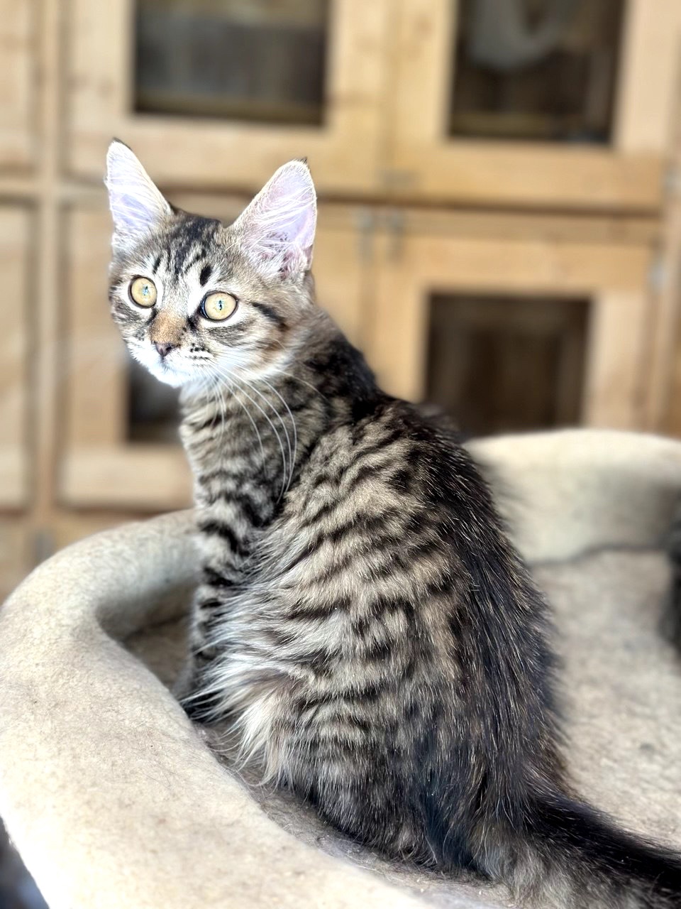 Кошеня Моза