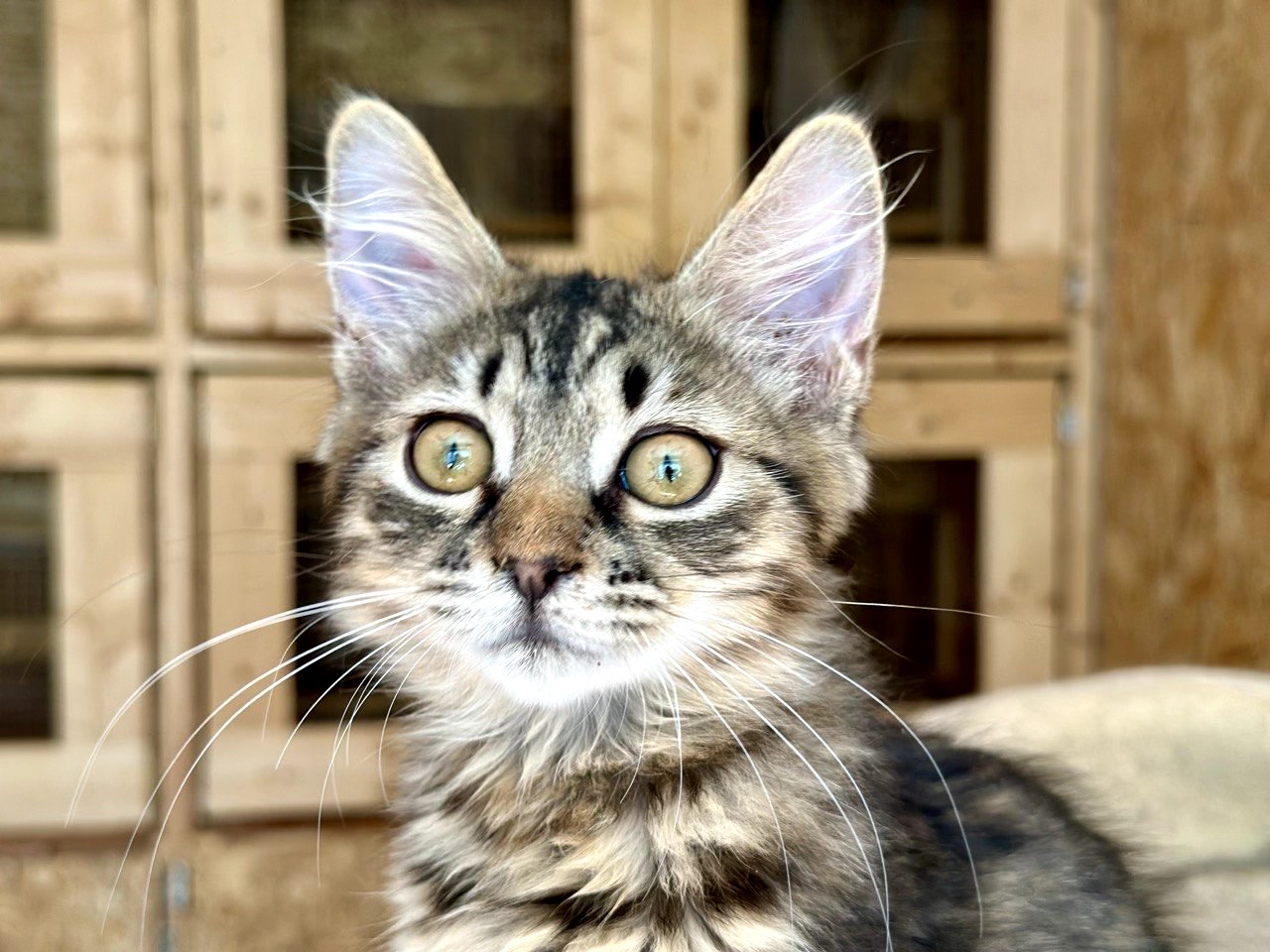 Кошеня Моза