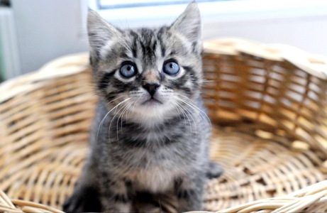 Кошеня Сеня