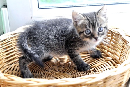 Кошеня Сеня