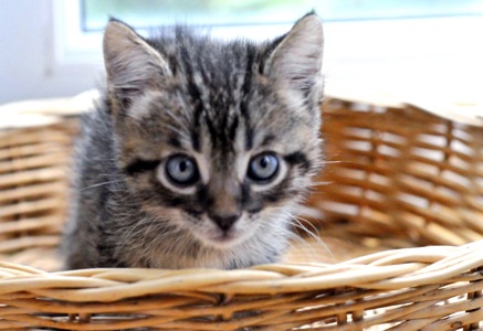 Кошеня Сеня
