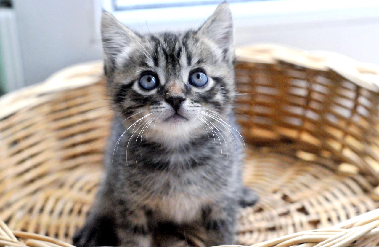 Кошеня Сеня