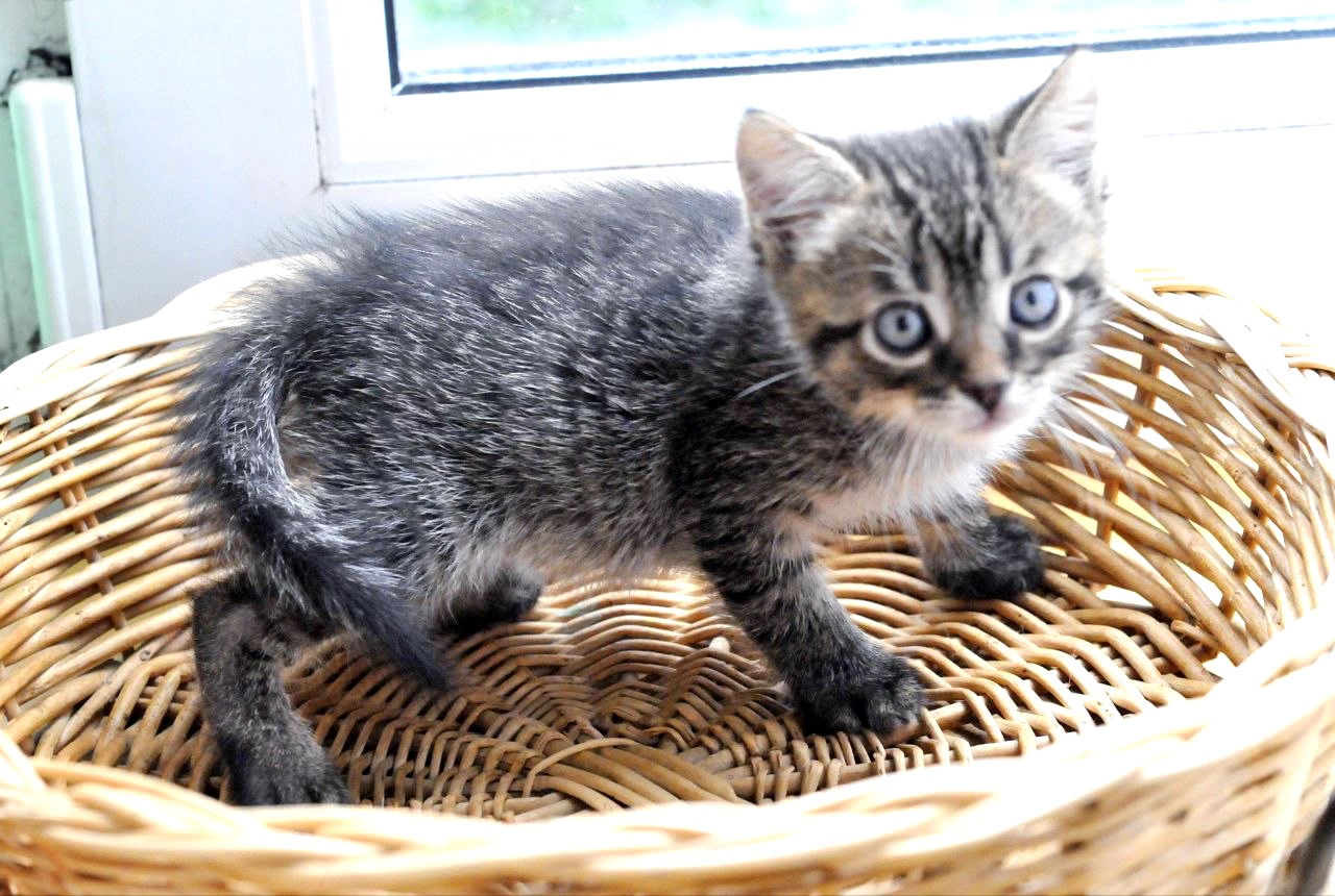 Кошеня Сеня