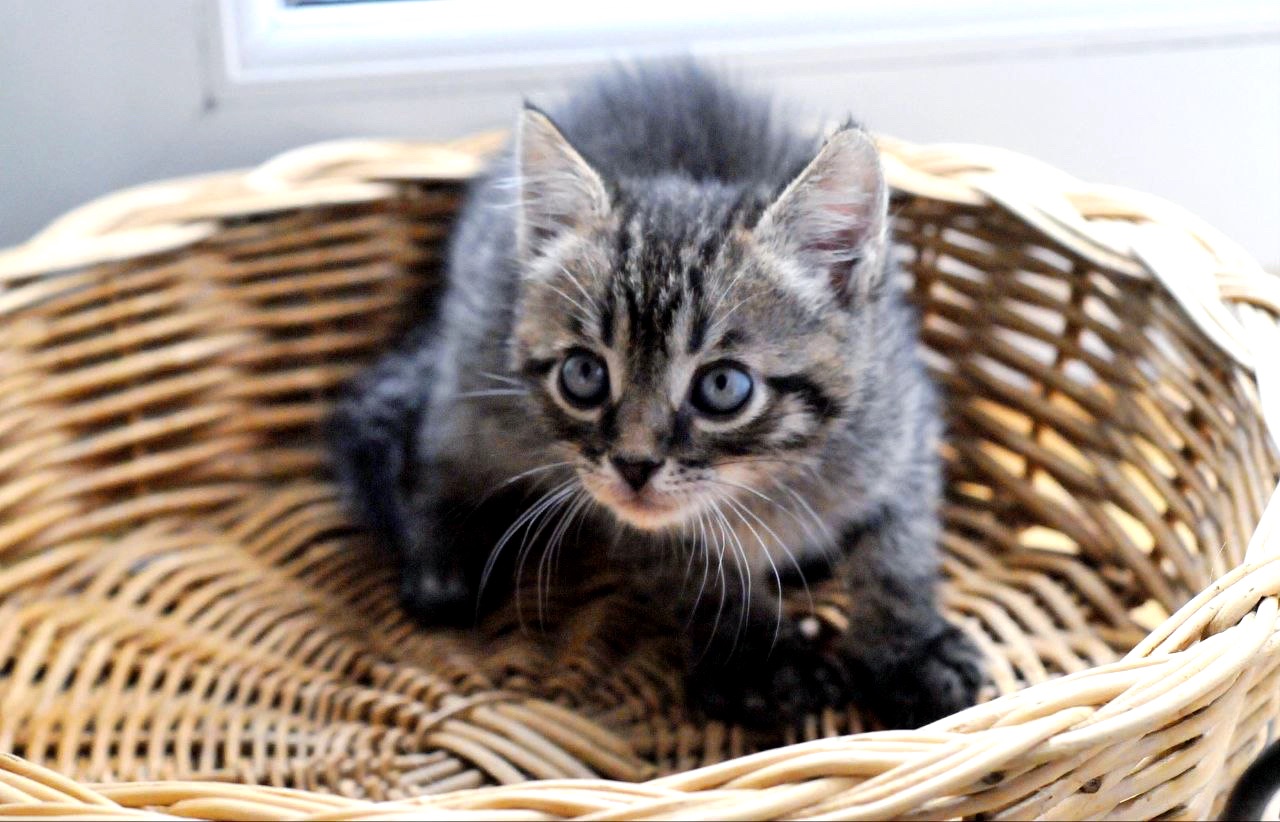 Кошеня Сеня