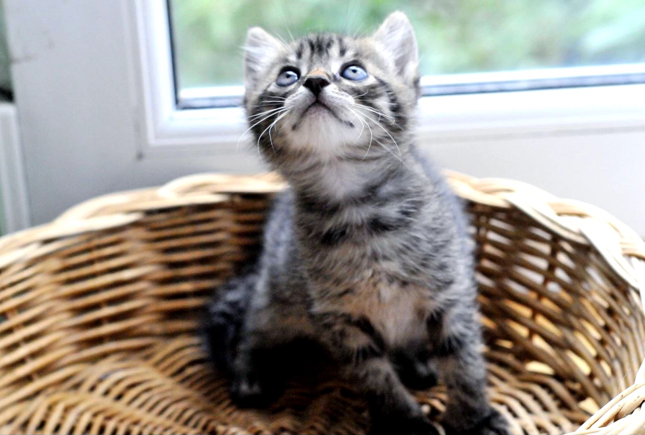 Кошеня Сеня