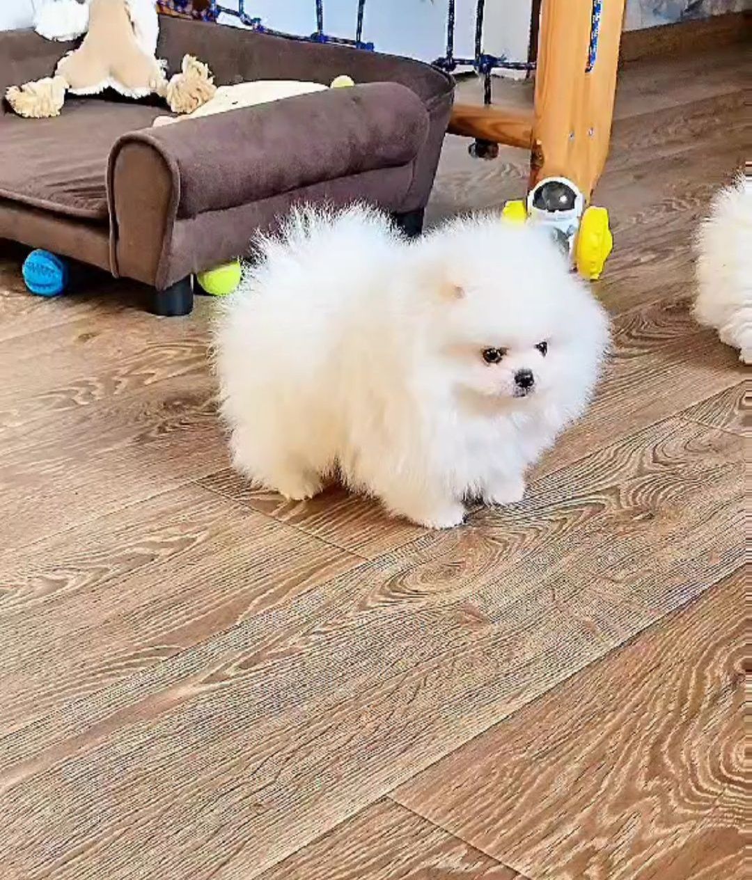 Померанський шпіц