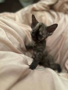 Кошенята Девон-рекс