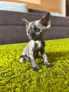 Кошенята Девон-рекс