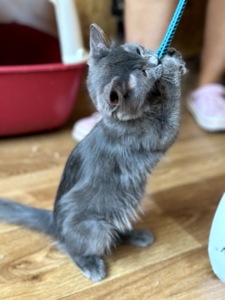 Кошеня Дюк