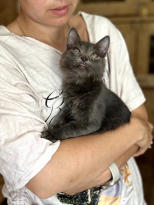 Кошеня Дюк
